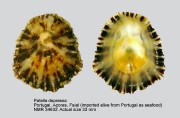 Patella depressa